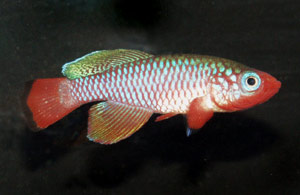 Nothobranchius rubripinnis TZ 83-5