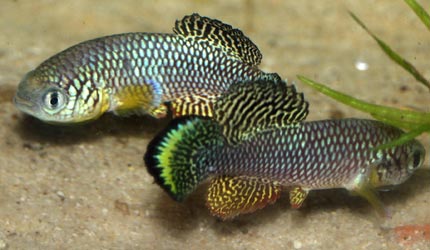 Nothobranchius furzeri