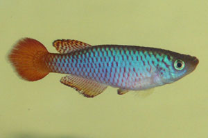 Nothobranchius geminus Ifakara TAN 95-4