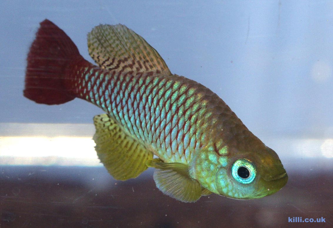 Nothobranchius foerschi TZ 91-103 male