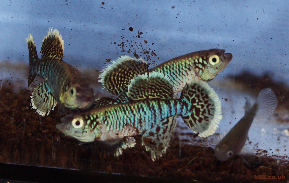 Nothobranchius eggersi Kigongo TAN RB 05-43. Male fish undertake a vigorous display with fins raised all round.