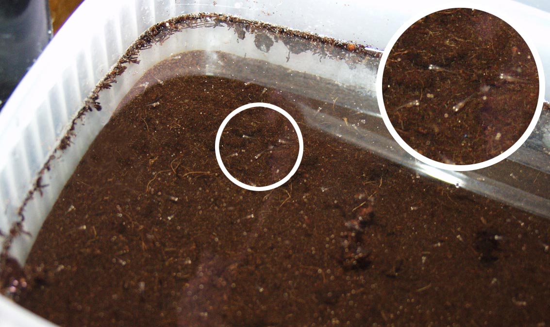 Two day old Nothobranchius fry in a few centimetres of water, above the peat from which they hatched