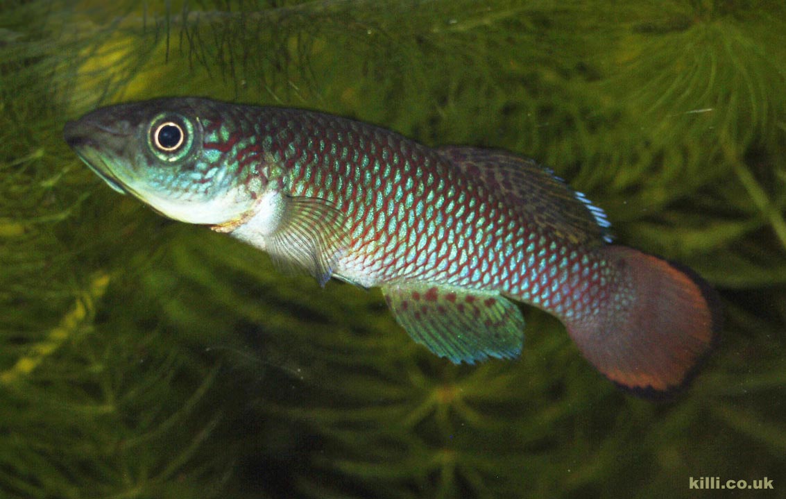 Nothobranchius lucius Kinungamkele TAN 05-48