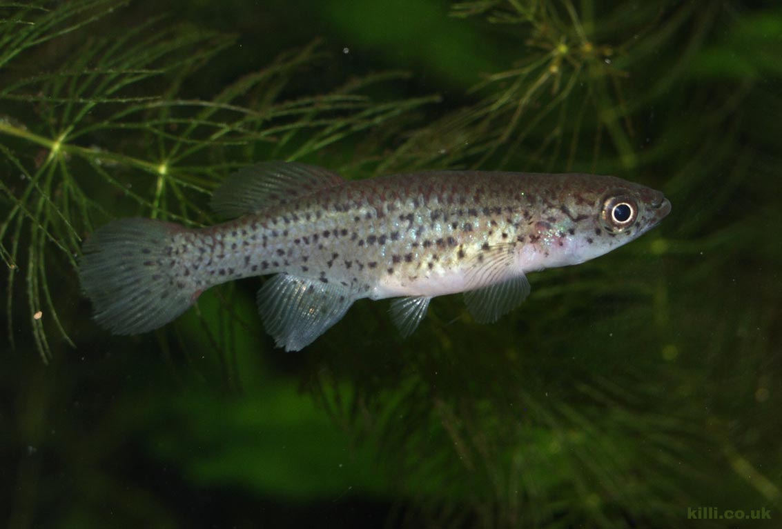 Nothobranchius lucius Kinungamkele TAN 05-48 - like other fish in the <i>melanospilis</i> group, females have spots on their bodies and unpaired fins