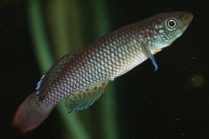 Nothobranchius lucius