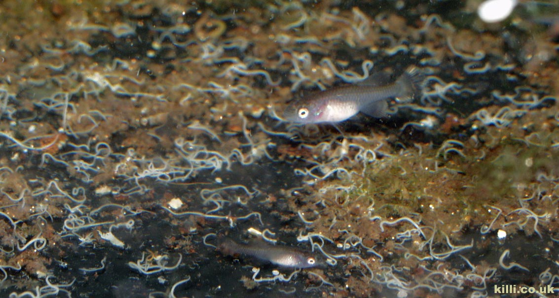 Immature Nothobranchius palmqvisti Gezani feeding on grindal worms