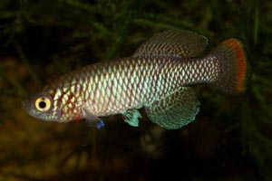 Nothobranchius pienaari