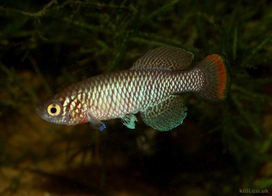 Nothobranchius pienaari MOZ 04-13 Mazimechopes River. This species was considered a black colour form of <i>N. rachovii</i> for many years.