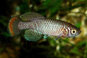 Nothobranchius pienaari