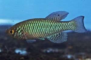 Nothobranchius pienaari