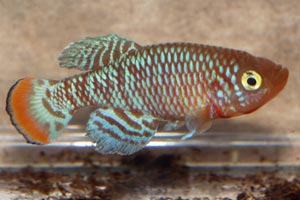 Nothobranchius rachovii 