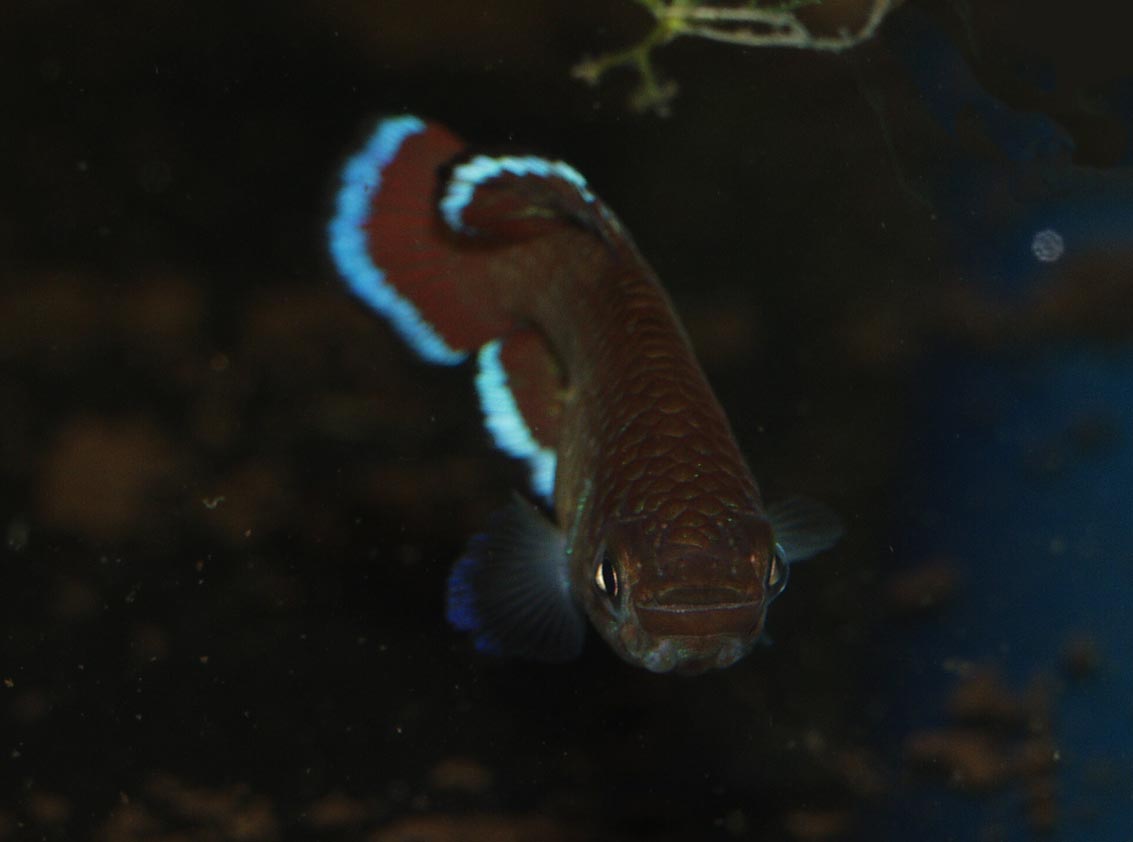 Nothobranchius rubroreticulatus Zakouma National Park TD05-1. The white tail and fin bands really make the fish stand out in a dark tank