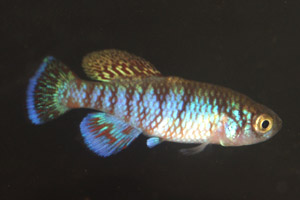 Nothobranchius capriviensis