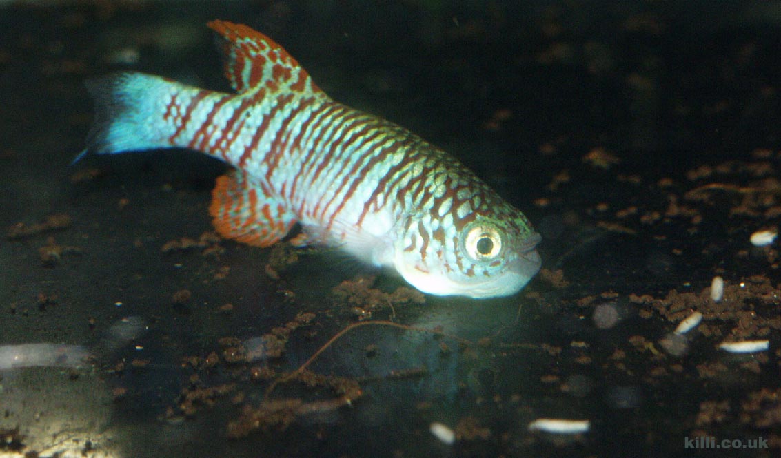 Nothobranchius virgatus feeding on Drosophila larvae