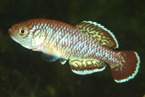 Nothobranchius rubroreticulatus