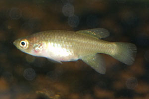 Nothobranchius rubroreticulatus  Zakouma National Park TD05-2. Female.