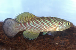 Nothobranchius lucius