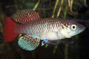 Nothobranchius sp. Messalo river MZHL 05-12 A splendid male