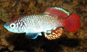 Nothobranchius sp. Odienya K86-9