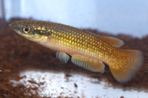 Pachypanchax sakaramyi . A large male on display at the 2007 BKA convention