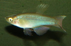 Procatopus aberrans