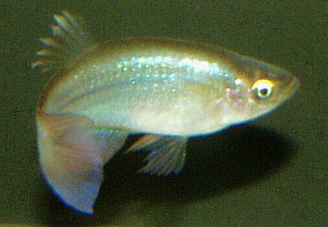 Procatopus aberrans