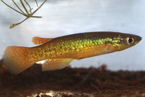 Pachypanchax sakaramyi male.