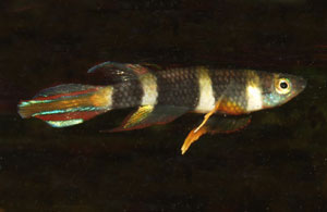 Pseudoepiplatys annulatus Monrovia