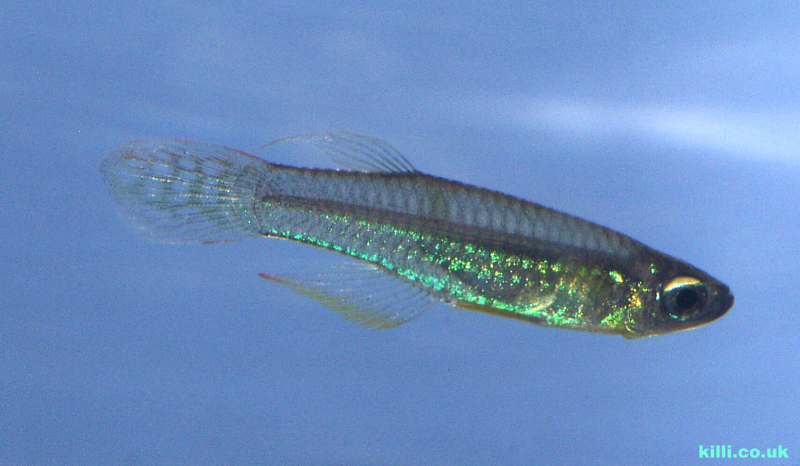 Poropanchax luxophthalmus luxophthalmus male