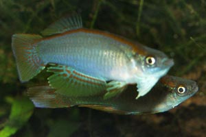Procatopus nototaenia The dominant male flares his unpaired fins and operculum, whilst the subdominant male keeps his fins close to his body