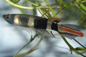 Pseudoepiplatys annulatus . A brightly coloured male.