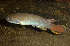 Rivulus tenuis