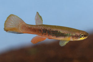 Rivulus agilae  Riviere d