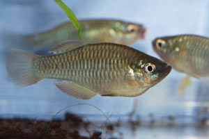 Rhexipanchax nimbaensis 