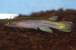 Rivulus montium male, Nombre de Dios PBS-32