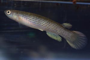 Rivulus   sp. aff. uropthalmus