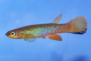 Rivulus agilae Rivière d