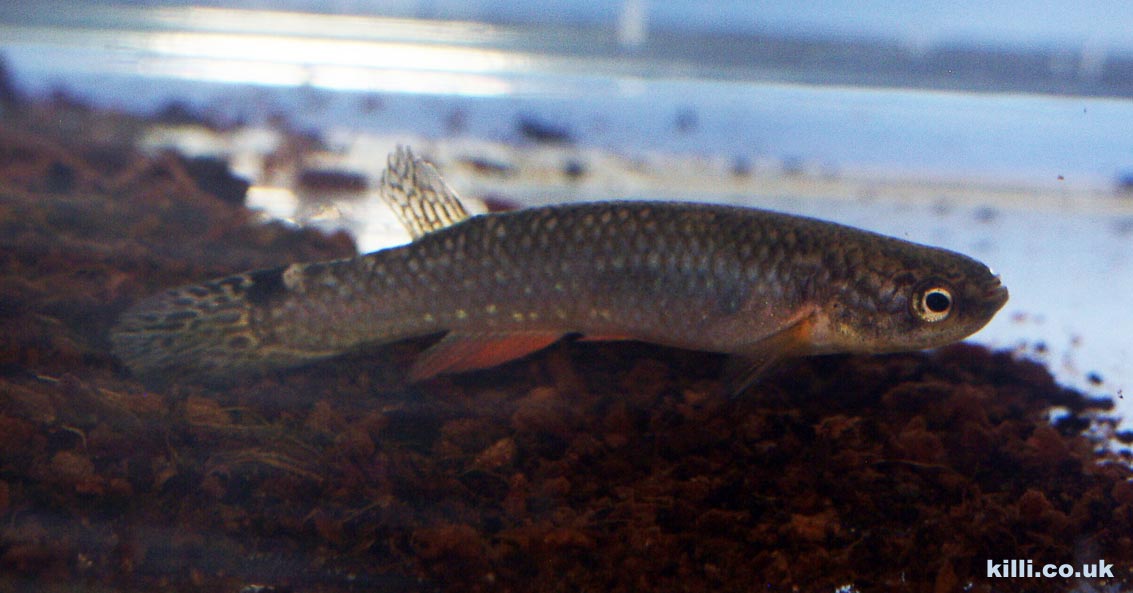 Rivulus agilae Rivière d