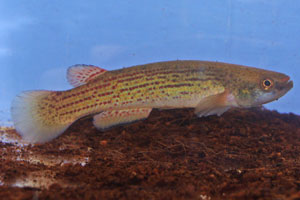 Rivulus intermittens