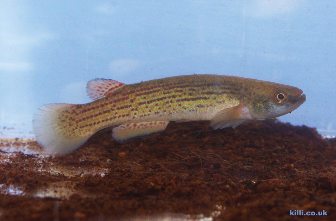 Rivulus intermittens A nice male of the El Varillal GMC 01-10 strain. Females have a spot at the base of the caudal fin. This Peruvian Rivulus can grow up to 7 or 8cm