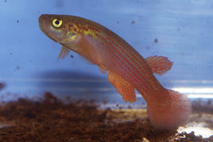 Rivulus iridescens