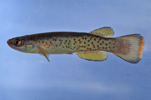 Rivulus magdalenae