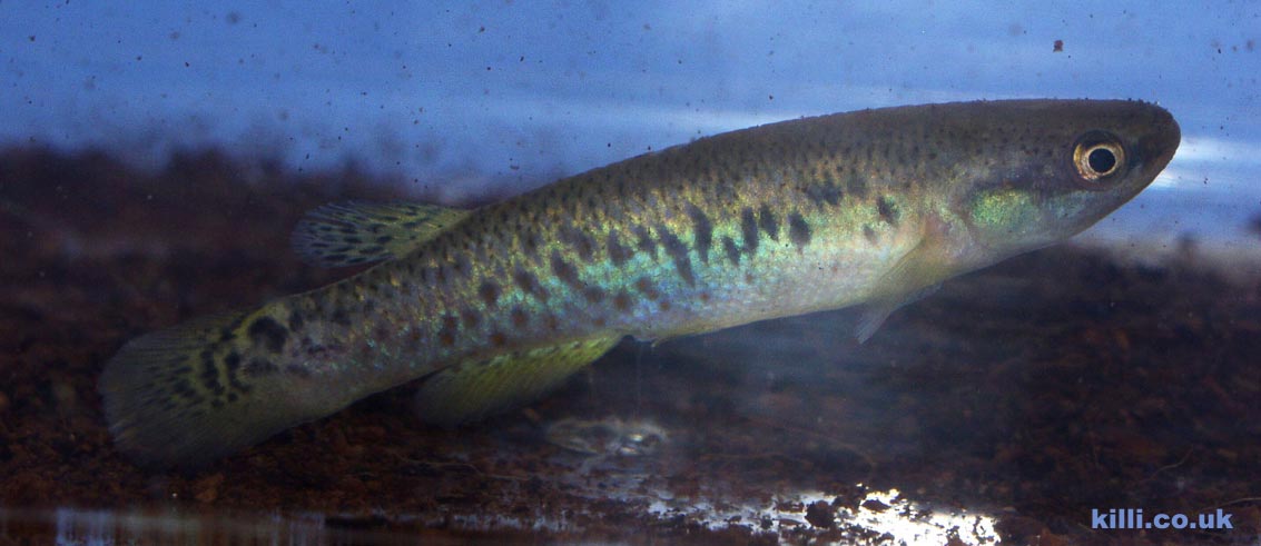 Rivulus magdalenae Female