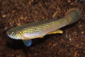 Rivulus rubrolineatus