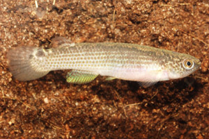 Rivulus rubrolineatus female