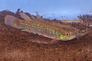 Rivulus waimacui