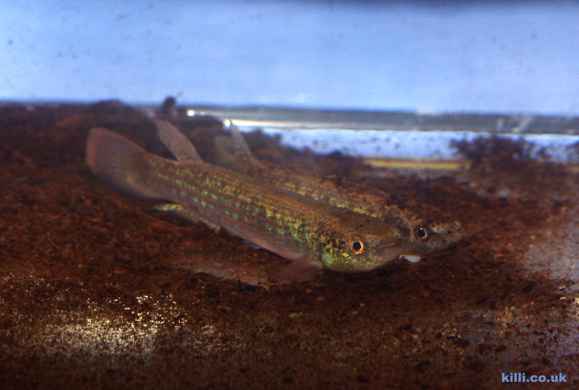 Rivulus waimacui Kurupukari GUY 02-04, This killifish comes from Guyana, South America. Male foreground, female behind.