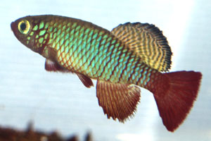 Nothobranchius rubripinnis