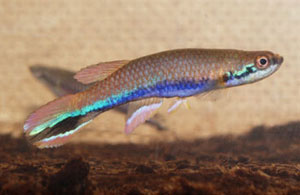 Rivulus xiphidius Crique Boulanger