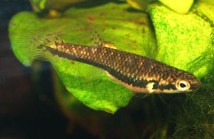 Rivulus xiphidius PK 15 female